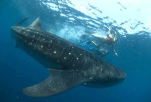 whale shark