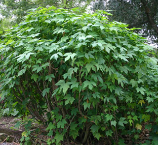 Chaya plant © Educational Concerns for Hunger Organization, 2009