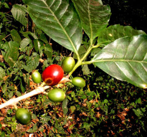 Coffee plants cover a large part of the crater walls surrounding Laguna La Maria © John Pint, 2012