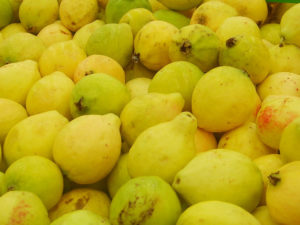 Guava is an important crop in Aguascalientes, Mexico. Because of its high pectin content, the golden fruit is a favorite for making jams, jellies and marmalades. © Diodora Bucur, 2009