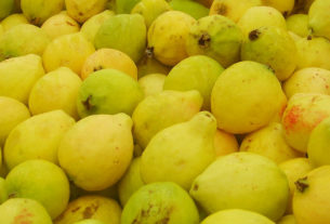 Guava is an important crop in Aguascalientes, Mexico. Because of its high pectin content, the golden fruit is a favorite for making jams, jellies and marmalades. © Diodora Bucur, 2009