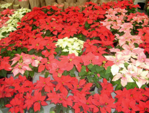 Native to Mexico, poinsettias grow in a variety of colors. © Diodora Bucur, 2009