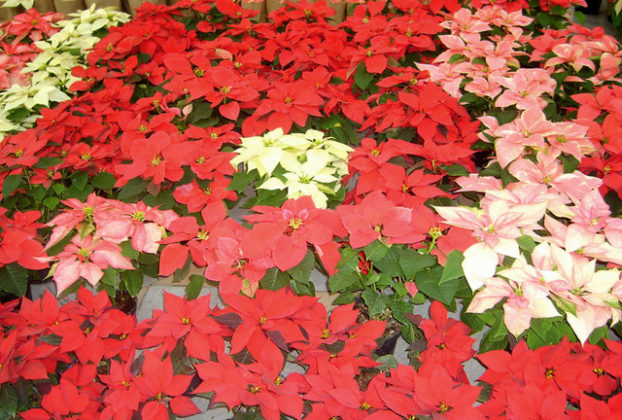 Native to Mexico, poinsettias grow in a variety of colors. © Diodora Bucur, 2009