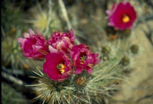 Cactus flowers pose amid sharp thorns in Mexico's San Felipe desert © Bruce F. Barber, 2013