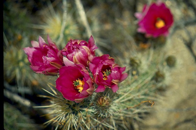 Cactus flowers pose amid sharp thorns in Mexico's San Felipe desert © Bruce F. Barber, 2013