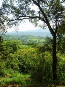 Tierra Alta is eco-project for cabin sites, located just outside of El Tuito on Mexico's Costa Alegre © David Kimball, 2013