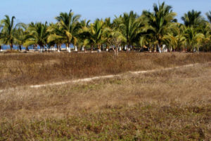 A narrow, unpaved path leads to this Jaltemba Bay beach. © Christina Stobbs, 2012