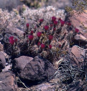 Flowering cactus in the northern Mexico desert © Bruce F. Barber, 2012