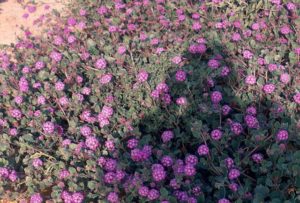 Wildflowers in Mexico's San Felipe desert © Bruce F. Barber, 2012