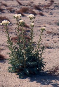 Hardy desert plants in northern Mexico thrive to show off delicate white flowers © Bruce F. Barber, 2012