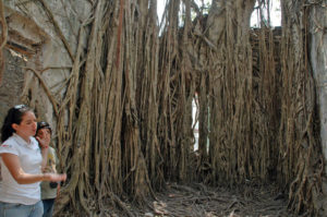 The home of Spanish Conquistador Hernan Cortes was built of coral and stone in 1523. One of the oldest Spanish structures in Mexico, it was built in 1523 in La Antigua, Veracruz. Today, roots and vines cover the original structure. © Roberta Sotonoff, 2009