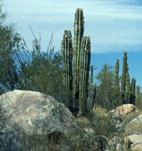 Majestic cardon cactus in Mexico's San Felipe desert may grow to 300 years of age © Bruce F. Barber, 2012