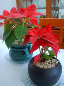 Potted poinsettias make popular hiliday decorations. Native to Mexico, the "nochebuena" is named for Christmas Eve (Holy Night). © Diodora Bucur, 2009