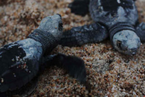 It only takes a couple of minutes after hatching for the baby sea turtles to orient themselves and prepare to enter the water. Some are more anxious than others. © Mariah Baumgartle, 2012