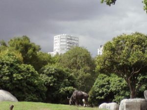 A wildebeest in the zoo in Mexico City's Chapultepec Park © David Wall, 2013