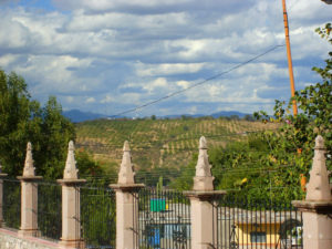 Guava orchards stretch to the horizon in Calvillo, Aguascalientes. They can be seen seen from the courtyard of the Santuario de la Virgen de Guadalupe. © Diodora Bucur, 2009