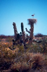 A heron has built its nest atop a cactus in the San Felipe desert of Baja California © Bruce F. Barber, 2012