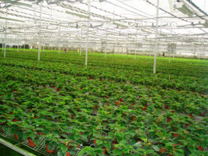 A Mexico greenhouse nurtures acres of poinsettias for the Christmas holidays. The beautiful plant is native to Mexico. © Dante Vladimir Galindo Garcia, 2009