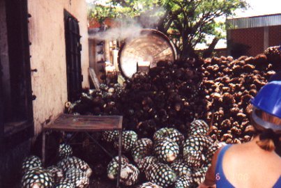 Agave pineapples ready to go in the oven.