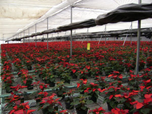 Hot house poinsettias are almost ready to leave for florist shops in time for Christmas sales. Native to Mexico, poinsettias were cultivated by the Aztecs long before the Conquest. © Dante Vladimir Galindo Garcia, 2009