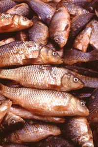 Fish from Lake Chapala. Photo: Tony Burton