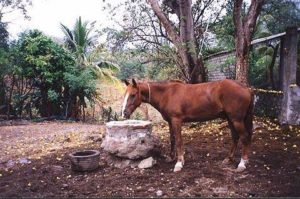 Horse drinks from an ancient stone cistern in the village of Nogueras.