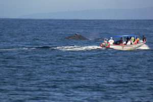 Humpback whales are abundant in Jaltemba Bay from December through March. © Christina Stobbs, 2012