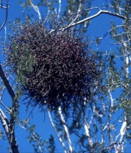 Mistletoe clings to a tree in Mexico's San Felipe desert © Bruce F. Barber, 2012