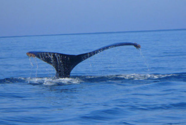 Whale watching, Ayala © Christina Stobbs, 2009