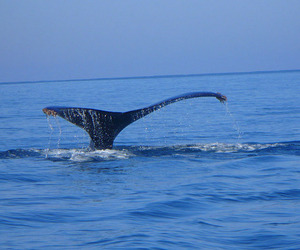 Whale watching, Ayala © Christina Stobbs, 2009