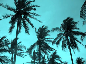 Los Ayala palm trees © Christina Stobbs, 2009