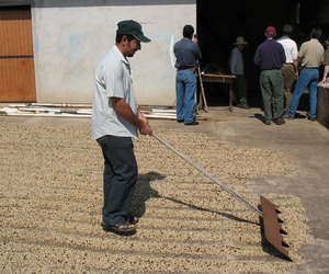 Coffee beans are spread in the sun to dry. © Sustainable Harvest, Oaxaca, 2009