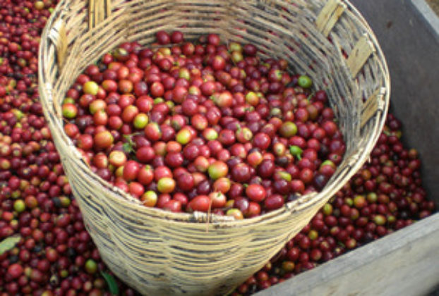 Ripe coffee cherries — 2,000 per pound. © Sustainable Harvest, Oaxaca, 2009