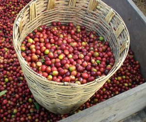 Ripe coffee cherries — 2,000 per pound. © Sustainable Harvest, Oaxaca, 2009