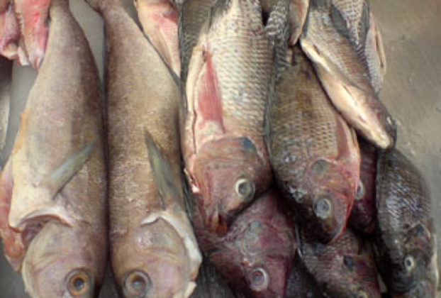 Fish from Mexico's ocean coasts © Daniel Wheeler, 2009