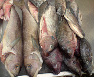 Fish from Mexico's ocean coasts © Daniel Wheeler, 2009