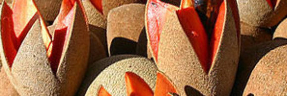 Mamey fruit