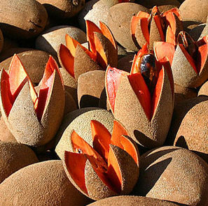 Mamey fruit