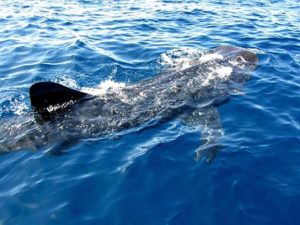 Swim with whale sharks on Isla Mujeres of the coast of the Yucatan Peninsula © Louie Frias, 2013