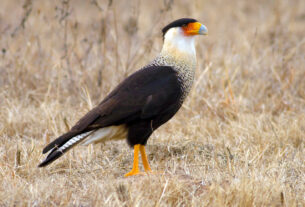 Crested Caracara. Credit: Manjith Kainickara, CC BY-SA 2.0