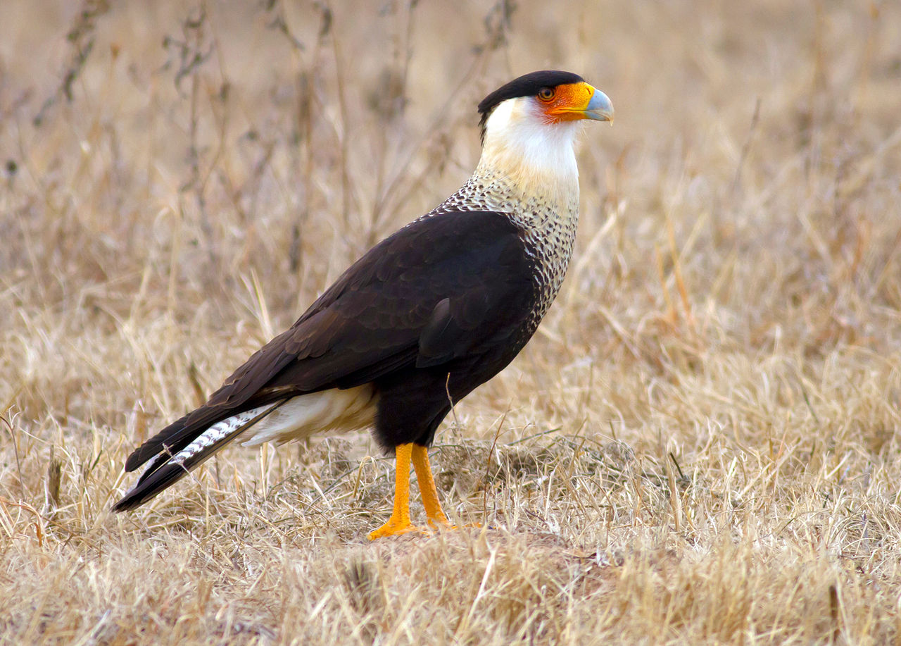 Crested Caracara. Credit: Manjith Kainickara, CC BY-SA 2.0 