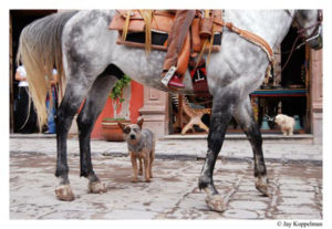 Horse and dog © Jay Koppelman, 2010