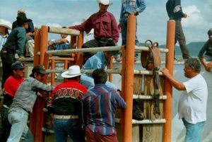 Jaripeo - Photo © 2006 Michael Allan Williams