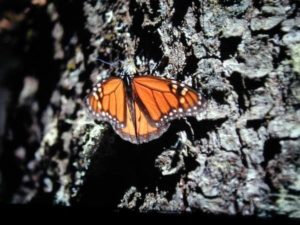 Butterflies like this one overwinter in Michoacán. Images provided by SECTUR, Michoacán