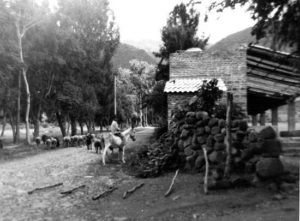 This is the side of Ajijic’s soccer field in 1965. A young boy on a donkey is helping his family by herding their goats along the street. This part of Ajijic has changed completely since then. Photo in family collection of Marsha Sorensen; all rights reserved.