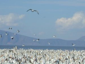 Flocks of white pelicans gether near Lake Chapala. Images provided by SECTUR, Michoacán