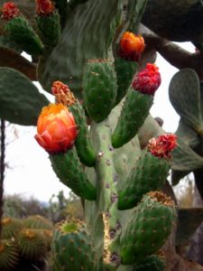 Prickly pear cactus, Cadereyta © 2018 Edythe Anstey Hanen