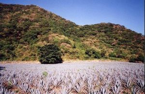 Blue agave grows on the western edge of La Laguna de Santa María