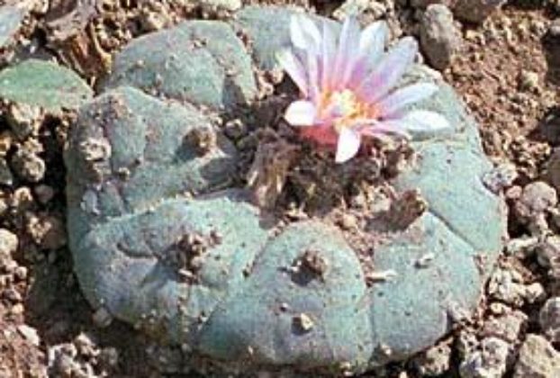 Each year the Huichol walk more than 300 miles to harvest peyote for use in 2000-year-old rituals and ceremonies.