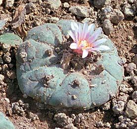 Each year the Huichol walk more than 300 miles to harvest peyote for use in 2000-year-old rituals and ceremonies.